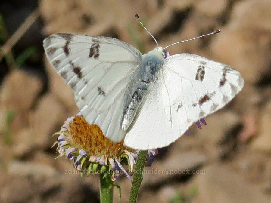 white butterfly (Pontia sp.) [Road's End Trail, Malheur National Forest, Grant County, Oregon]