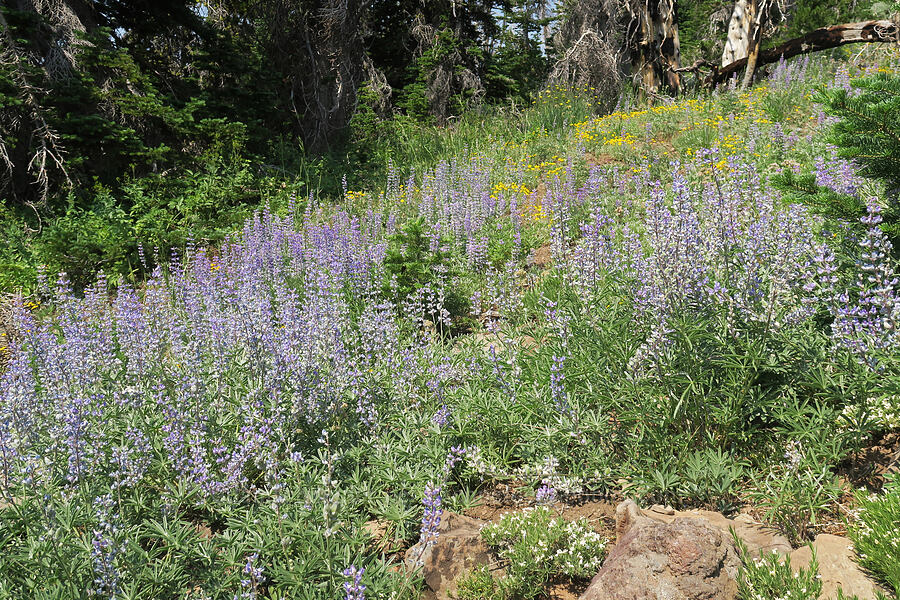 spurred lupines (Lupinus arbustus) [above the Road's End Trail, Strawberry Mountain Wilderness, Grant County, Oregon]