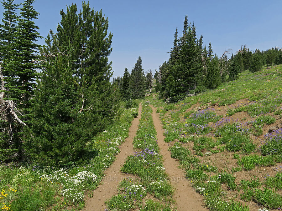 the trail [Road's End Trail, Strawberry Mountain Wilderness, Grant County, Oregon]