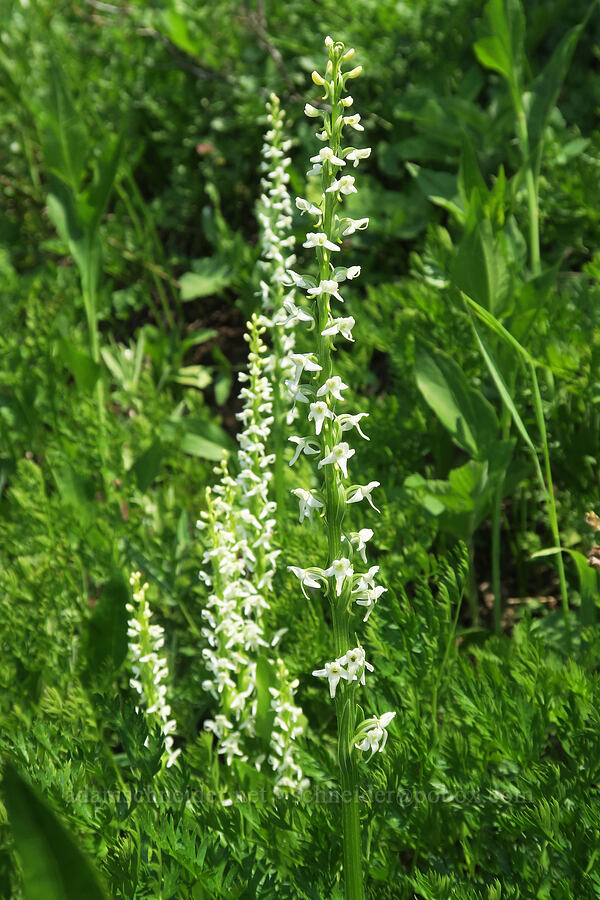 white bog orchid (Platanthera dilatata var. dilatata (Habenaria dilatata)) [Road's End Trail, Strawberry Mountain Wilderness, Grant County, Oregon]