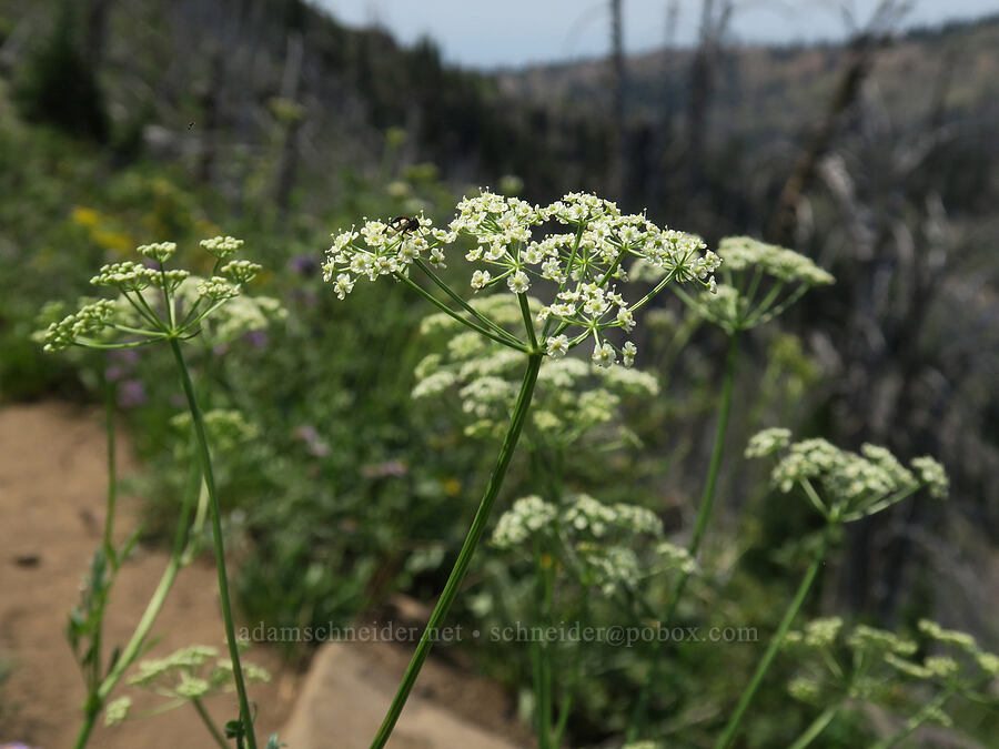 Gray's lovage (Ligusticum grayi) [Onion Creek Trail, Strawberry Mountain Wilderness, Grant County, Oregon]