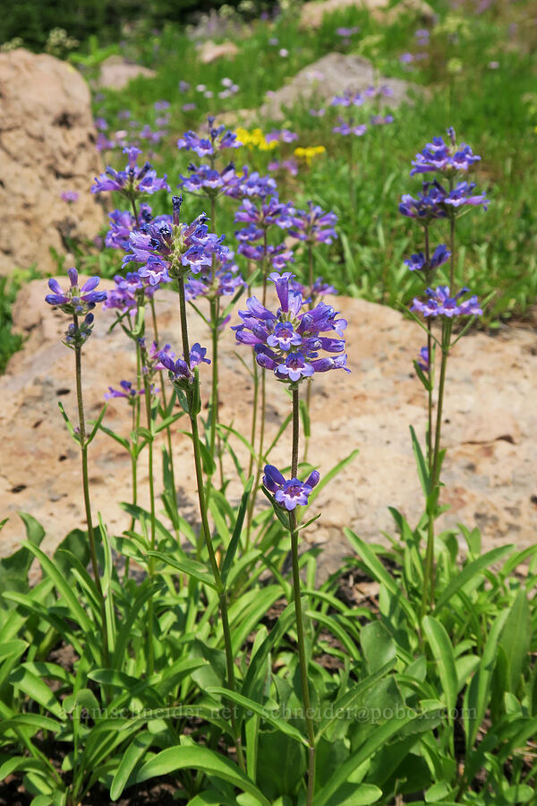 sulphur penstemon, blue form (Penstemon attenuatus) [Onion Creek Trail, Strawberry Mountain Wilderness, Grant County, Oregon]