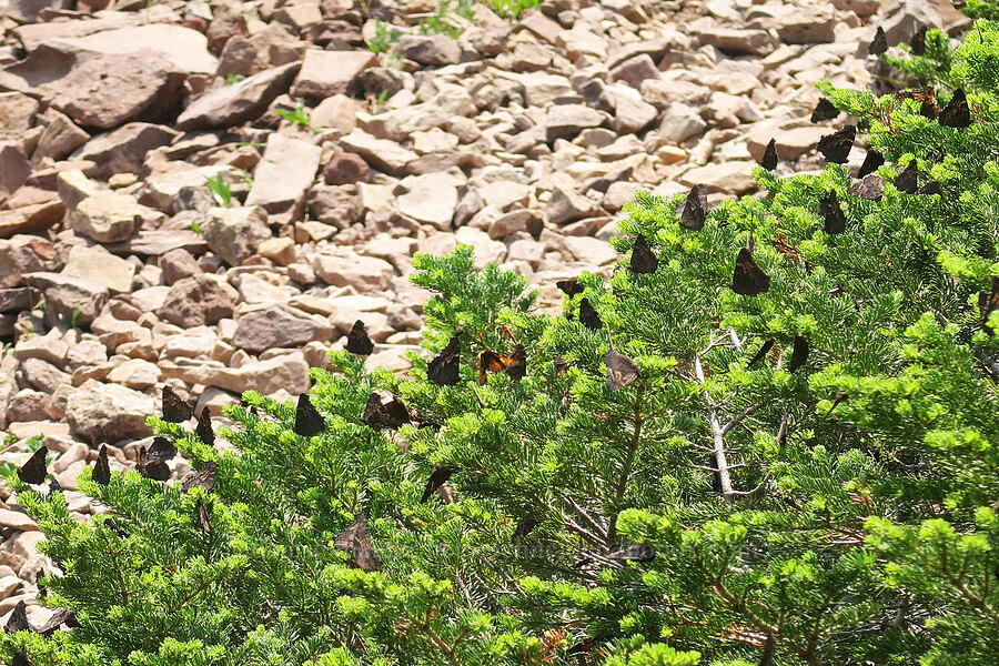 California tortoiseshell butterflies (Nymphalis californica) [Summit Trail, Strawberry Mountain Wilderness, Grant County, Oregon]