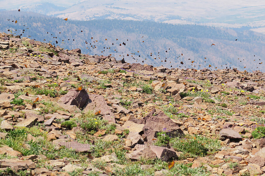 California tortoiseshell butterflies (Nymphalis californica) [Summit Trail, Strawberry Mountain Wilderness, Grant County, Oregon]