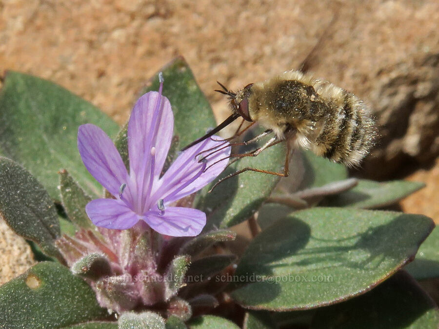 bee fly on alpine collomia (Bombylius major, Collomia debilis var. debilis) [Summit Trail, Strawberry Mountain Wilderness, Grant County, Oregon]