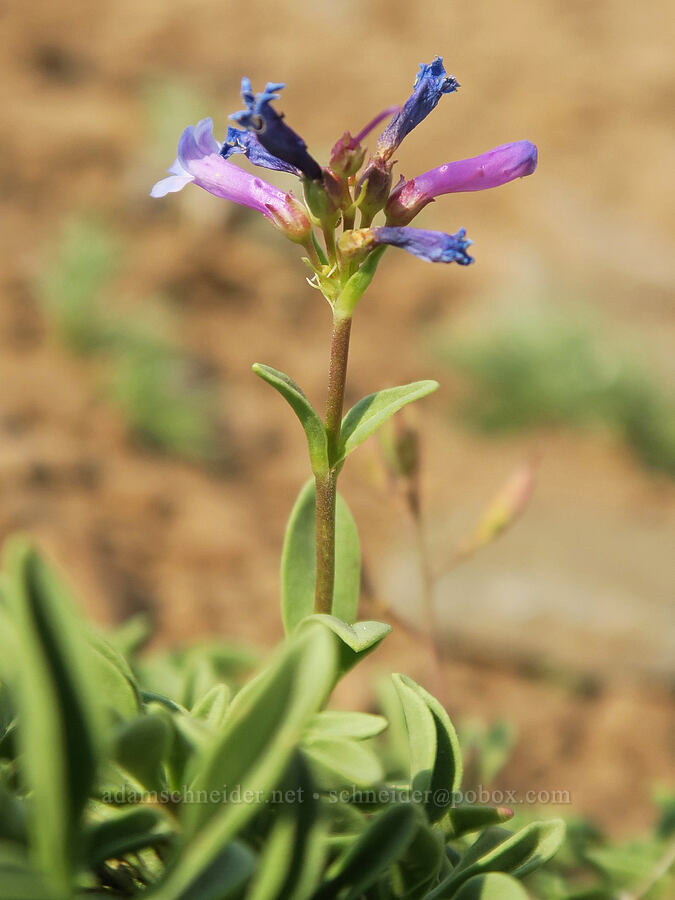 small-flowered penstemon (Penstemon procerus) [Summit Trail, Strawberry Mountain Wilderness, Grant County, Oregon]