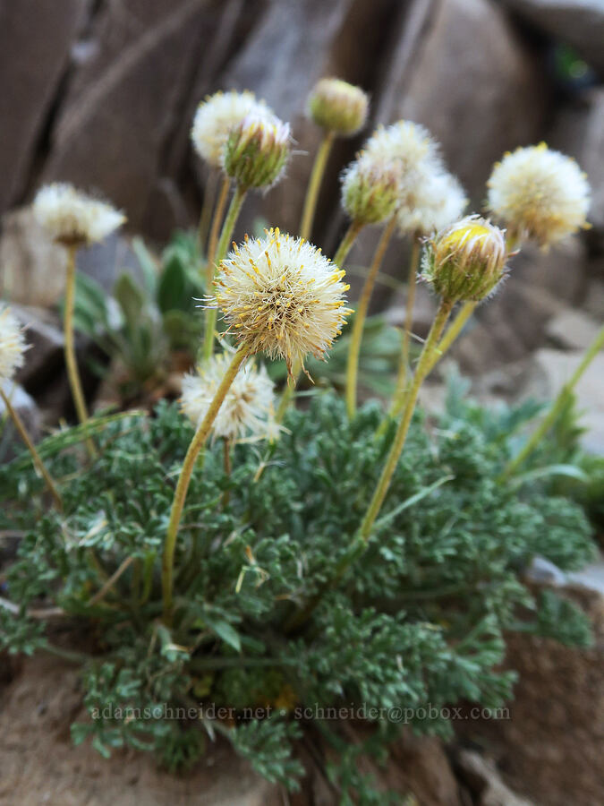cut-leaf fleabane, going to seed (Erigeron compositus) [Strawberry Mountain summit, Strawberry Mountain Wilderness, Grant County, Oregon]