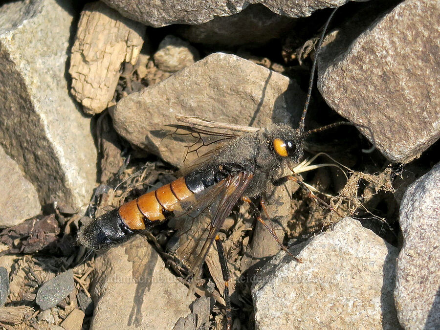 horntail wasp (Urocerus flaviicornis (Urocerus gigas flavicornis)) [Strawberry Mountain summit, Strawberry Mountain Wilderness, Grant County, Oregon]