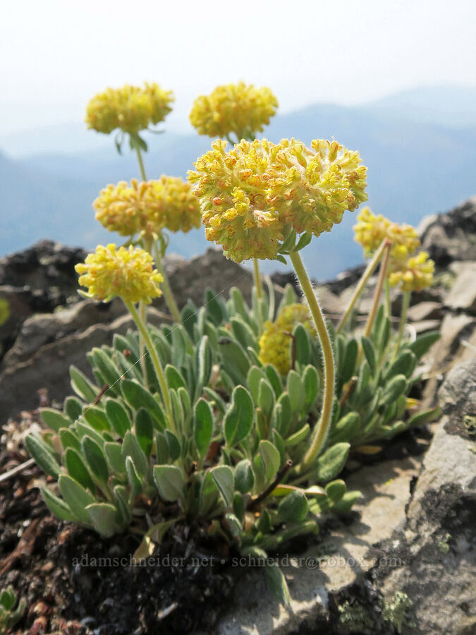 Piper's yellow buckwheat (Eriogonum flavum var. piperi) [Strawberry Mountain summit, Strawberry Mountain Wilderness, Grant County, Oregon]