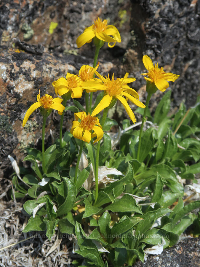 stemless goldenweed (Stenotus acaulis (Haplopappus acaulis)) [Strawberry Mountain, Strawberry Mountain Wilderness, Grant County, Oregon]