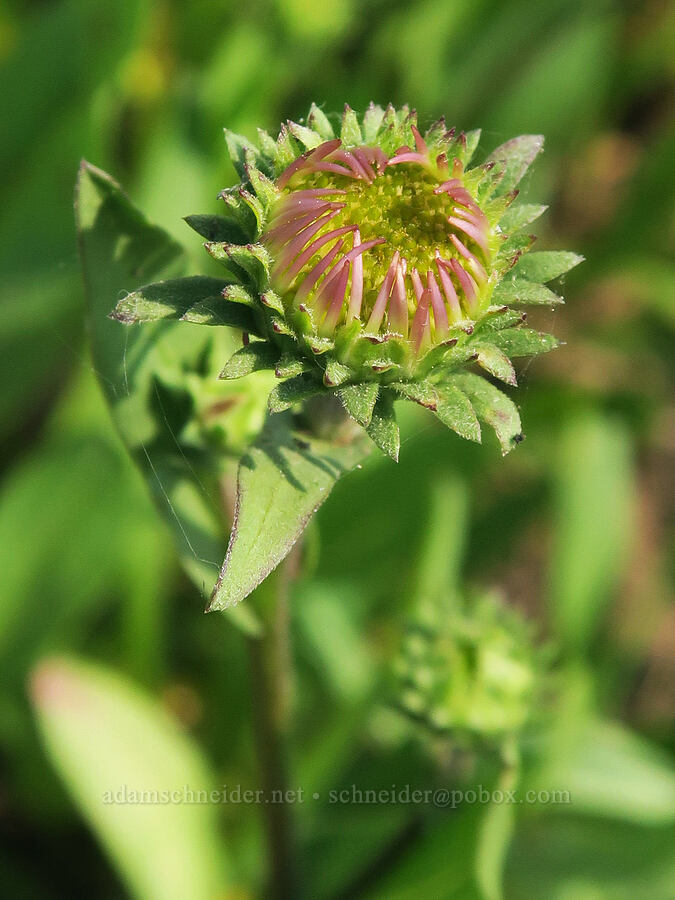 leafy-bract aster, budding (Symphyotrichum foliaceum (Aster foliaceus)) [Onion Creek Trail, Strawberry Mountain Wilderness, Grant County, Oregon]