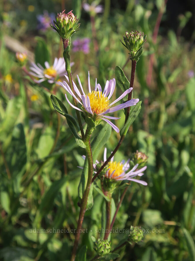 leafy-bract aster (Symphyotrichum foliaceum (Aster foliaceus)) [above the Road's End Trail, Strawberry Mountain Wilderness, Grant County, Oregon]