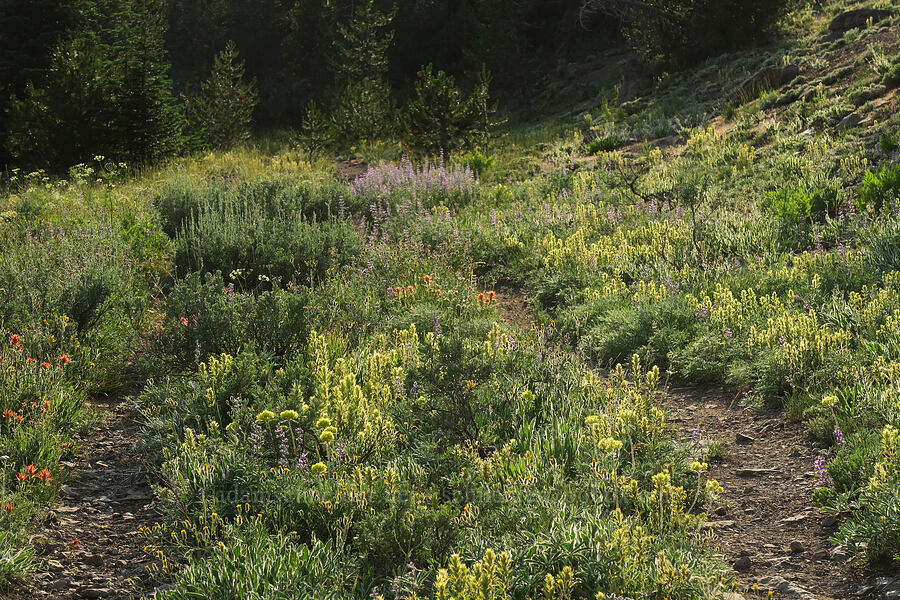 wildflowers [Road's End Trail, Strawberry Mountain Wilderness, Grant County, Oregon]