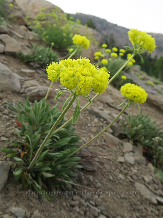 Piper's yellow buckwheat (Eriogonum flavum var. piperi) [Skyline Trail, Strawberry Mountain Wilderness, Grant County, Oregon]