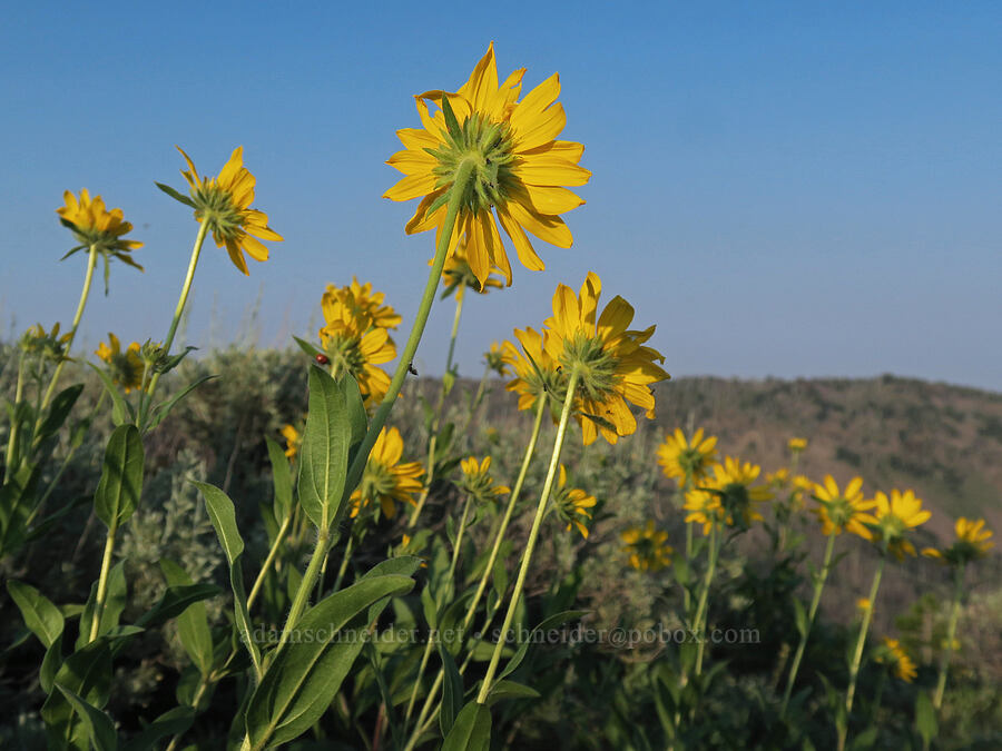Douglas' sunflower (Helianthella uniflora var. douglasii) [Skyline Trail, Strawberry Mountain Wilderness, Grant County, Oregon]