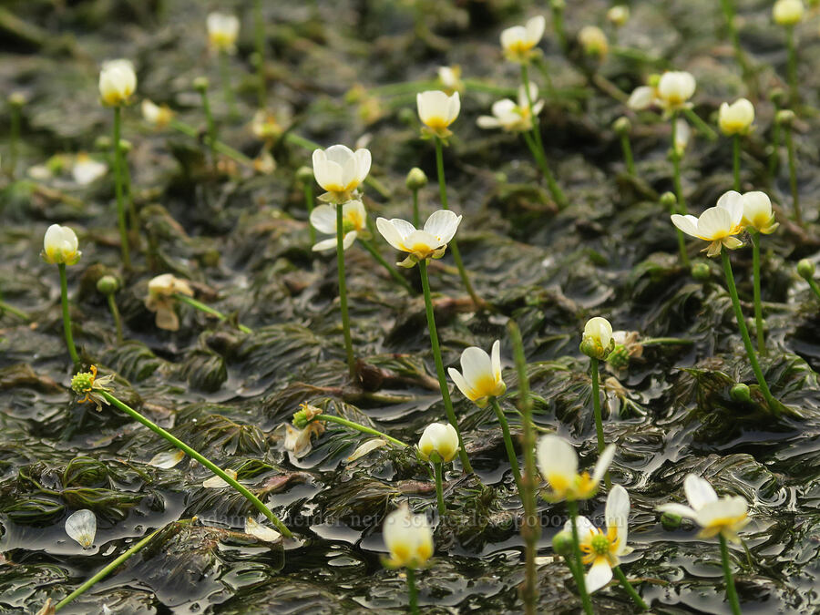 white water buttercups (Ranunculus aquatilis var. diffusus (Ranunculus trichophyllus)) [Bear Creek, Malheur National Forest, Grant County, Oregon]