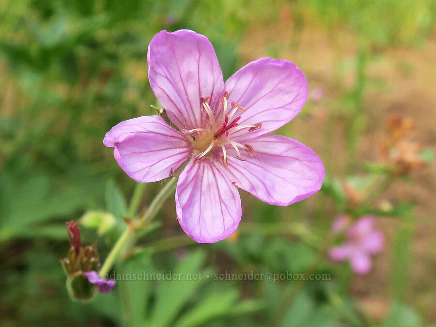 sticky geranium (Geranium viscosissimum) [Bear Creek, Malheur National Forest, Grant County, Oregon]