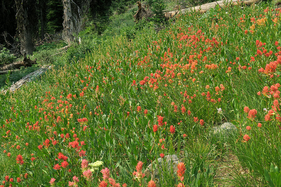 scarlet paintbrush (Castilleja miniata) [Forest Road 2010, Malheur National Forest, Grant County, Oregon]
