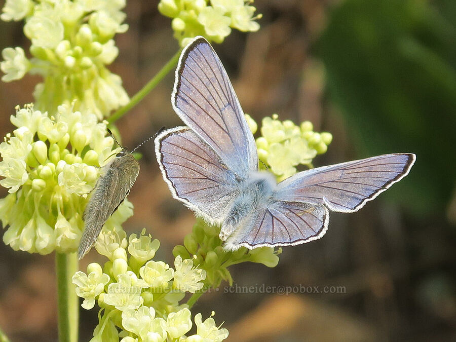 blue copper butterfly (Lycaena heteronea (Tharsalea heteronea)) [Forest Road 2010, Malheur National Forest, Grant County, Oregon]