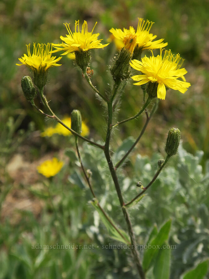 Scouler's hawkweed (Hieracium scouleri) [Forest Road 2010, Malheur National Forest, Grant County, Oregon]