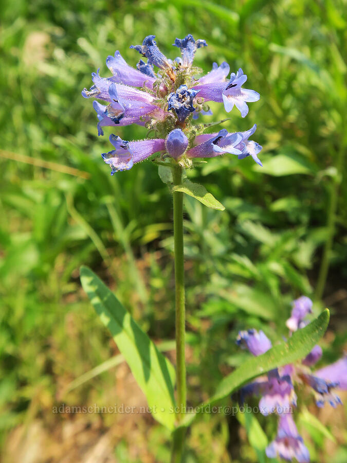 sulphur penstemon, blue form (Penstemon attenuatus) [Forest Road 2010, Malheur National Forest, Grant County, Oregon]