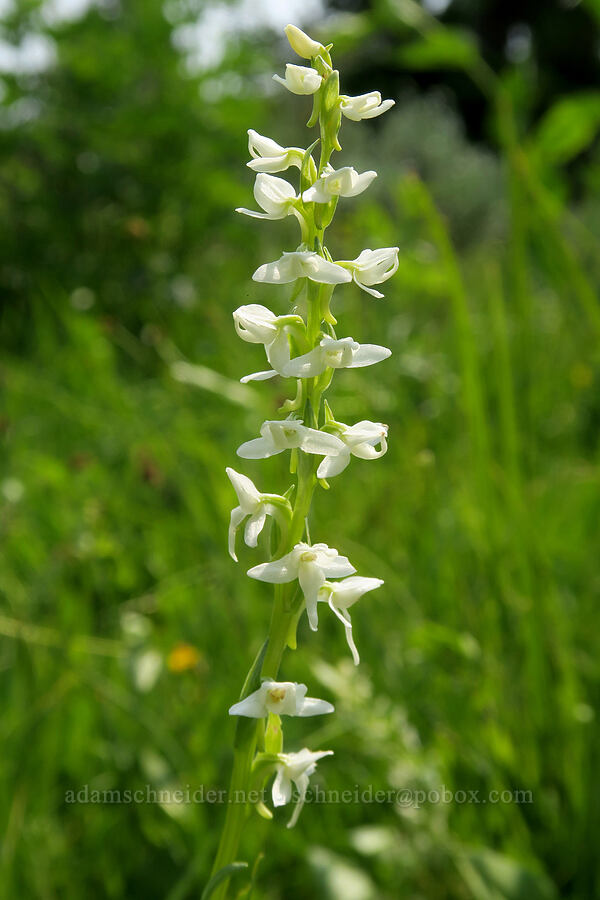 white bog orchid (Platanthera dilatata (Habenaria dilatata)) [Forest Road 2010, Malheur National Forest, Grant County, Oregon]