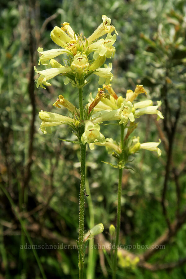 sulphur penstemon, yellow form (Penstemon attenuatus) [Forest Road 2010, Malheur National Forest, Grant County, Oregon]