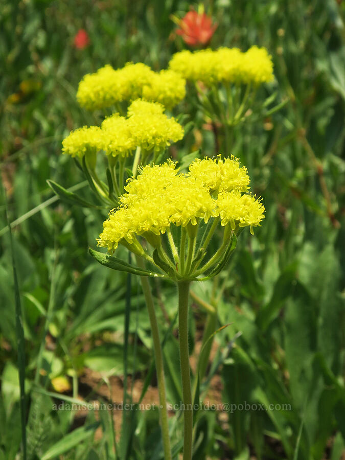 Piper's yellow buckwheat (Eriogonum flavum var. piperi) [Forest Road 2010, Malheur National Forest, Grant County, Oregon]