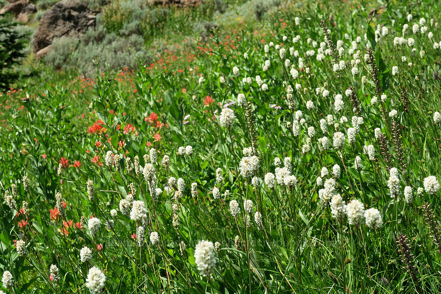 wildflowers (Bistorta bistortoides (Polygonum bistortoides), Pedicularis groenlandica, Castilleja miniata) [Forest Road 2010, Malheur National Forest, Grant County, Oregon]