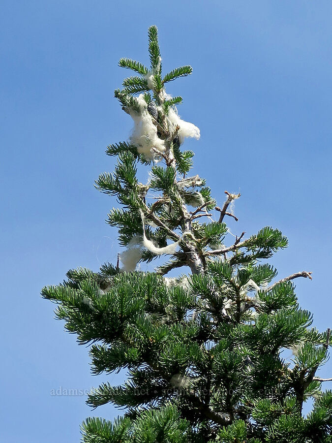 mountain goat fur high in a tree (Oreamnos americanus) [Forest Road 2010, Malheur National Forest, Oregon]