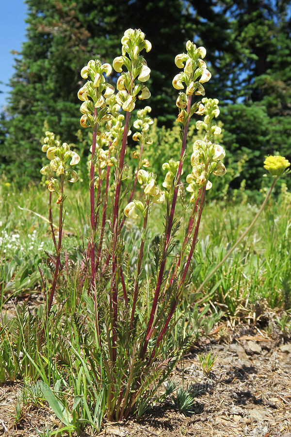 coiled-beak lousewort (Pedicularis contorta) [Vinegar Hill summit, Malheur National Forest, Oregon]