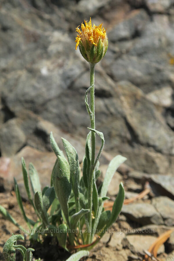 woolly goldenweed, fading (Stenotus acaulis (Haplopappus acaulis)) [Vinegar Hill summit, Malheur National Forest, Grant County, Oregon]