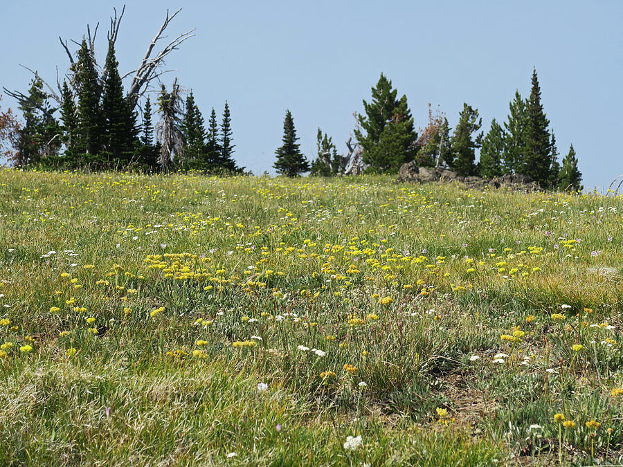 wildflowers [Vinegar Hill summit, Malheur National Forest, Grant County, Oregon]