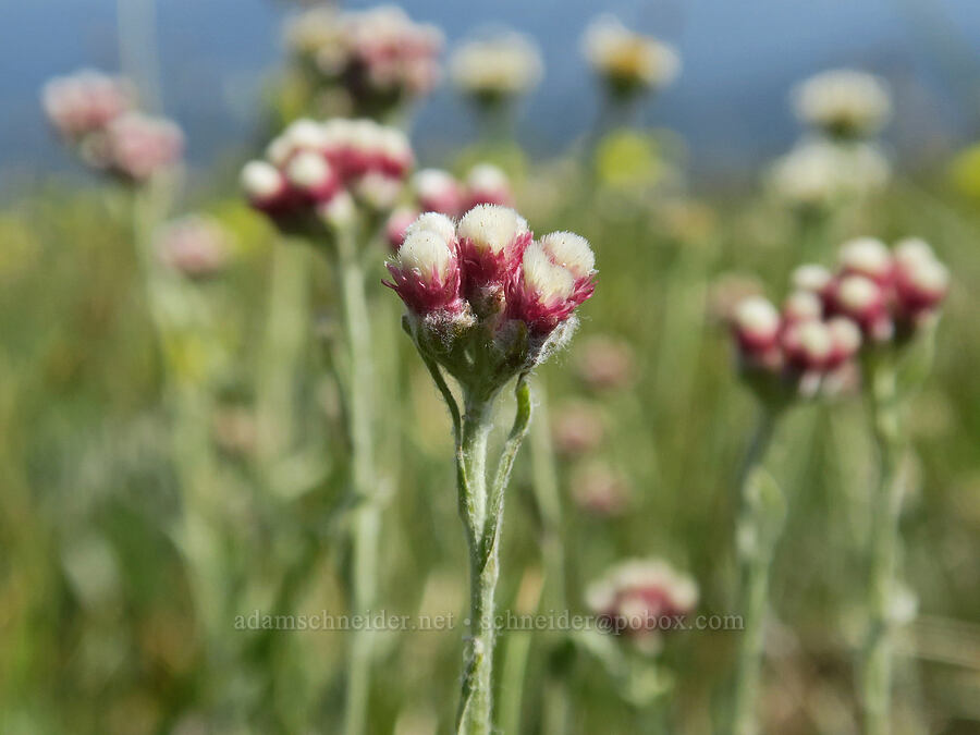rosy pussy-toes (Antennaria rosea (Antennaria microphylla)) [Vinegar Hill summit, Malheur National Forest, Grant County, Oregon]