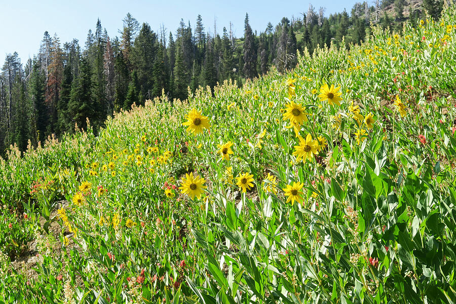 Douglas' sunflowers (Helianthella uniflora var. douglasii) [Forest Road 2010, Malheur National Forest, Grant County, Oregon]