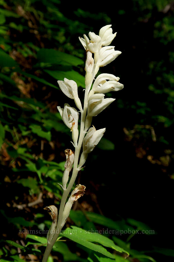 phantom orchid (Cephalanthera austiniae (Eburophyton austiniae)) [Forest Road 1035, Rogue River-Siskiyou National Forest, Siskiyou County, California]
