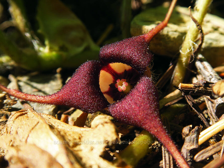 wild ginger (Asarum caudatum) [Forest Road 1035, Rogue River-Siskiyou National Forest, Josephine County, Oregon]