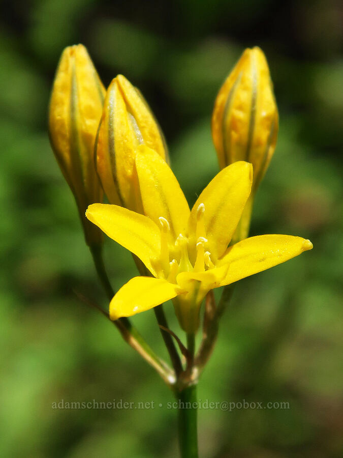 yellow triplet-lily (Triteleia crocea (Brodiaea crocea)) [Whisky Peak Trail, Rogue River-Siskiyou National Forest, Josephine County, Oregon]
