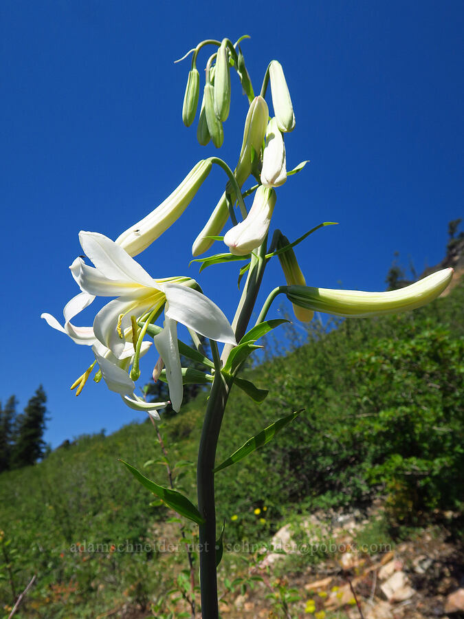 Washington lily (Lilium washingtonianum) [Whisky Peak Trail, Rogue River-Siskiyou National Forest, Josephine County, Oregon]
