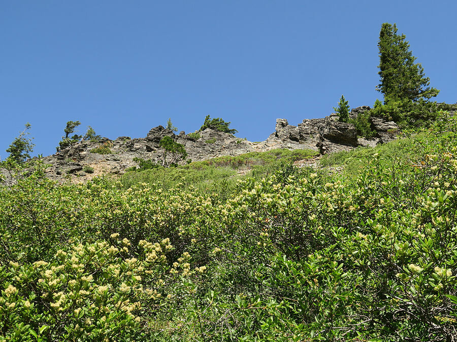 rocks & snowbrush (Ceanothus velutinus) [Whisky Peak Trail, Rogue River-Siskiyou National Forest, Josephine County, Oregon]