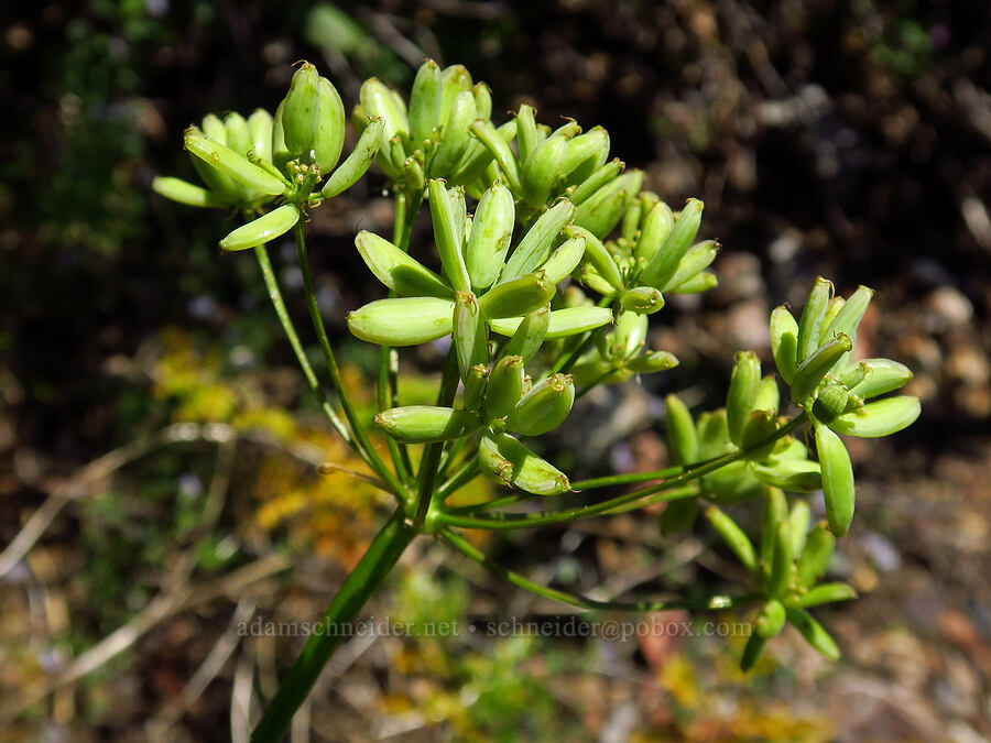 fern-leaf desert parsley, going to seed (Lomatium dissectum var. dissectum) [Whisky Peak Trail, Rogue River-Siskiyou National Forest, Josephine County, Oregon]
