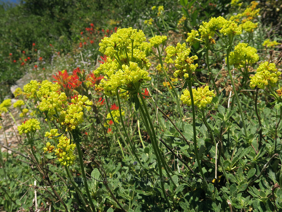sulphur-flower buckwheat (Eriogonum umbellatum) [Whisky Peak Trail, Rogue River-Siskiyou National Forest, Josephine County, Oregon]