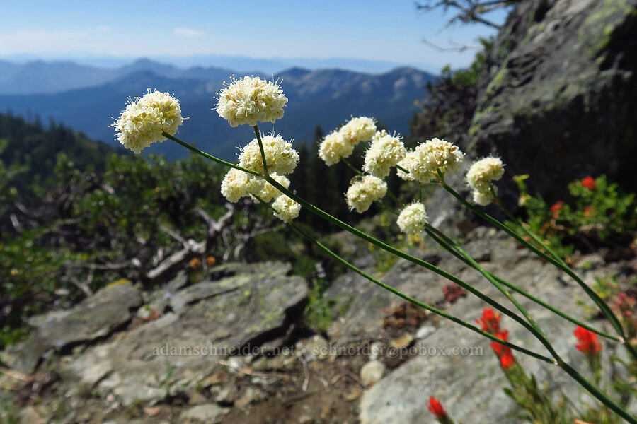 bare-stem buckwheat (Eriogonum nudum var. nudum) [Whisky Peak Trail, Rogue River-Siskiyou National Forest, Josephine County, Oregon]