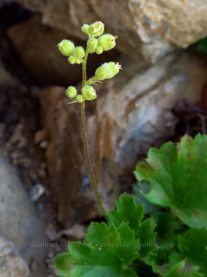 alpine alumroot (Heuchera cylindrica var. alpina) [Whisky Peak, Rogue River-Siskiyou National Forest, Josephine County, Oregon]