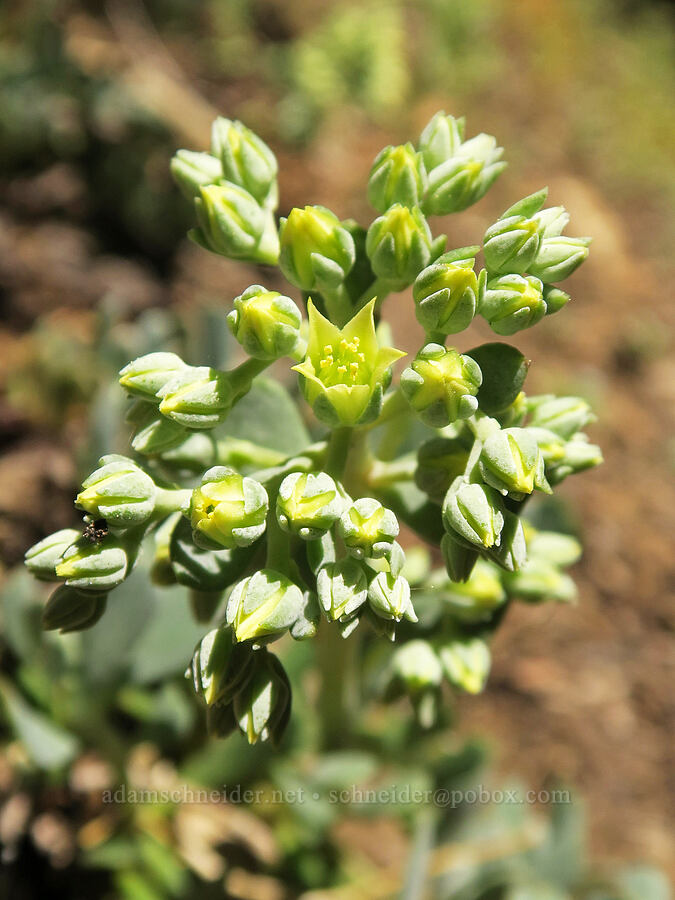 broad-leaf stonecrop (Sedum spathulifolium) [Whisky Peak Trail, Rogue River-Siskiyou National Forest, Josephine County, Oregon]
