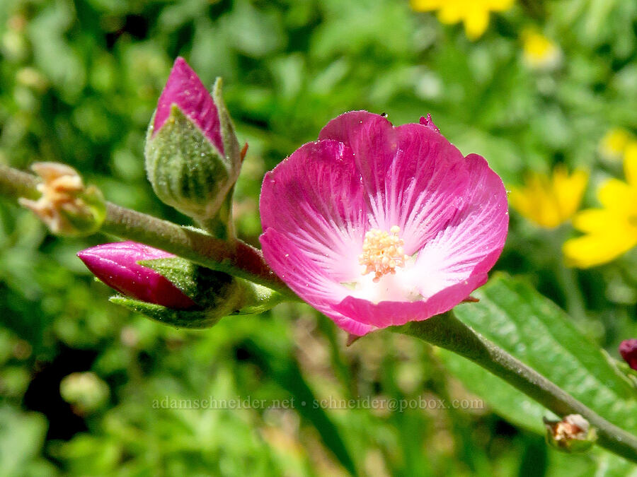 harsh checker-bloom (Sidalcea asprella (Sidalcea malviflora ssp. asprella)) [Whisky Spring, Rogue River-Siskiyou National Forest, Josephine County, Oregon]