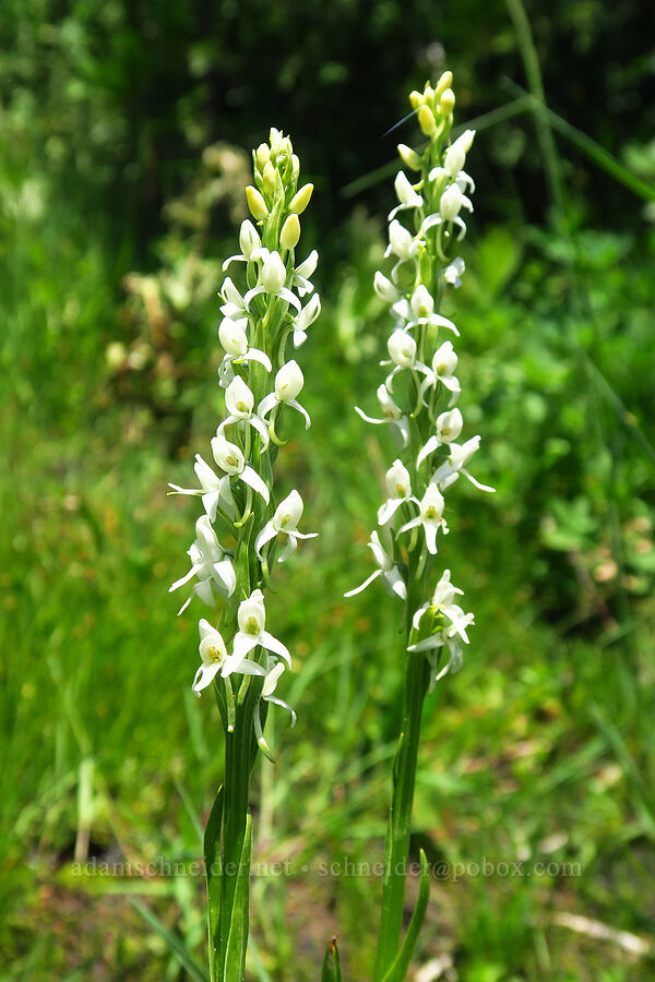 long-spurred bog orchid (Platanthera dilatata var. leucostachys (Platanthera leucostachys)) [Whisky Spring, Rogue River-Siskiyou National Forest, Josephine County, Oregon]