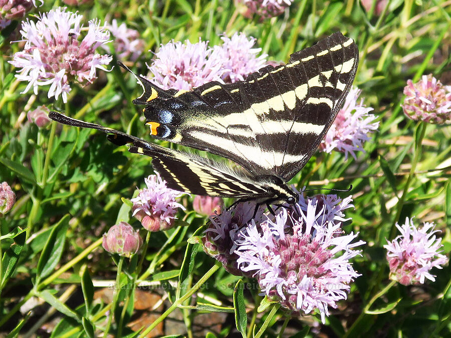 pale tiger swallowtail butterfly on coyote mint (Papilio eurymedon, Monardella odoratissima) [Forest Road 1035-350, Rogue River-Siskiyou National Forest, Jackson County, Oregon]