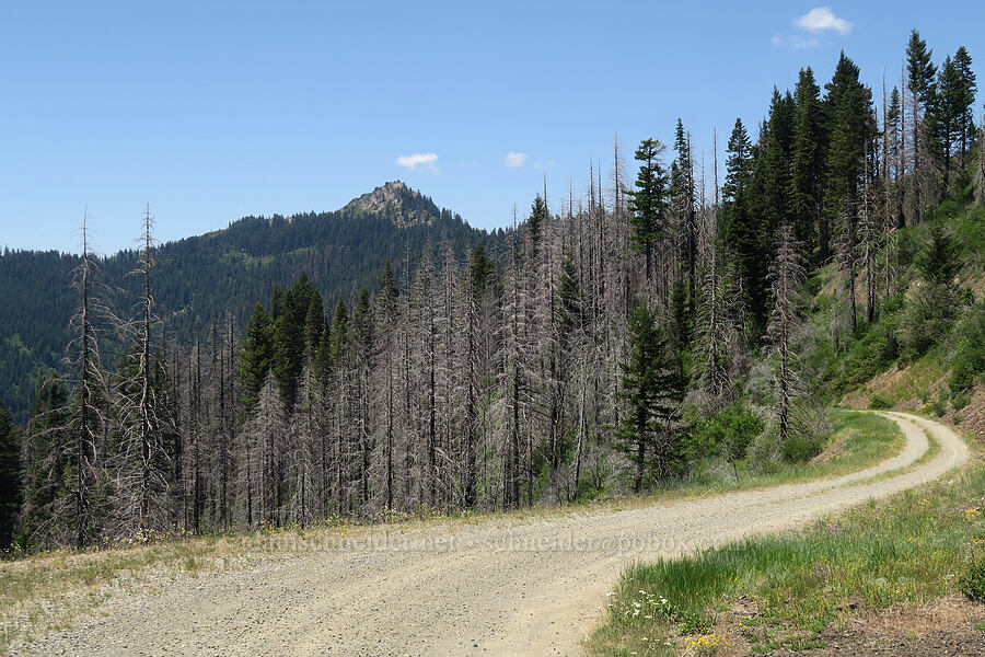Whisky Peak [Forest Road 1035-350, Rogue River-Siskiyou National Forest, Jackson County, Oregon]