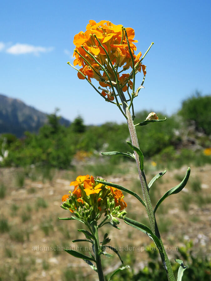 orange wallflower (Erysimum capitatum) [Forest Road 1040-700, Rogue River-Siskiyou National Forest, Josephine County, Oregon]